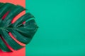 Tropical exotic plant green monstera leaf on coral red and emerald green background. Royalty Free Stock Photo