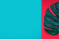 Tropical exotic plant green monstera leaf on coral red and emerald green background. Royalty Free Stock Photo