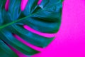 Tropical exotic plant green monstera leaf on plastic pink background. Royalty Free Stock Photo