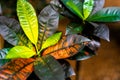 Tropical plant close up top view. Colorful croton `mrs iceton` leaves background. Royalty Free Stock Photo