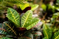 Tropical exotic plants close up background. Colorful beautiful croton petra leaves in garden. Royalty Free Stock Photo