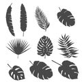 Set of silhouettes of palm leaves and other leaves of exotic trees Royalty Free Stock Photo