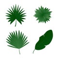 Tropical exotic plants leaves set isolated on white background. Vector illustration Royalty Free Stock Photo