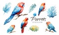 Tropical Exotic set parrots birds with flowers colorful on white background vector illustration. Watercolor parrot Royalty Free Stock Photo