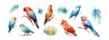 Tropical Exotic set parrots birds with flowers colorful on white background vector illustration. Watercolor parrot Royalty Free Stock Photo