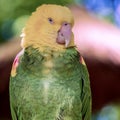 Tropical, exotic, talking,  macaw, parrot, bird, wildlife animal, perched in nature with vibrant colors and eyes looking at you Royalty Free Stock Photo