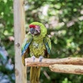 Tropical, exotic, talking,  macaw, parrot, bird, wildlife animal, perched in nature with vibrant colors and eyes looking at you Royalty Free Stock Photo