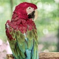 Tropical, exotic, talking,  macaw, parrot, bird, wildlife animal, perched in nature with vibrant colors and eyes looking at you Royalty Free Stock Photo