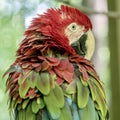 Tropical, exotic, talking,  macaw, parrot, bird, wildlife animal, perched in nature with vibrant colors and eyes looking at you Royalty Free Stock Photo