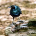 Tropical, exotic, talking, macaw, parrot, bird, wildlife animal, perched in nature with vibrant colors and eyes looking at you