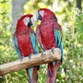 Tropical, exotic, talking,  macaw, parrot, bird, wildlife animal, perched in nature with vibrant colors and eyes looking at you Royalty Free Stock Photo