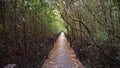 Tropical exotic travel concept wooden bridge in flooded rain forest jungle of mangrove trees. Tropical flooded rainforest and Royalty Free Stock Photo