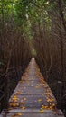 Tropical exotic travel concept wooden bridge in flooded rain forest jungle of mangrove trees. Tropical flooded rainforest and Royalty Free Stock Photo