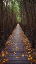 Tropical exotic travel concept wooden bridge in flooded rain forest jungle of mangrove trees. Tropical flooded rainforest and Royalty Free Stock Photo