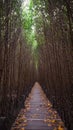 Tropical exotic travel concept wooden bridge in flooded rain forest jungle of mangrove trees. Tropical flooded rainforest and Royalty Free Stock Photo