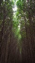 Tropical exotic travel concept wooden bridge in flooded rain forest jungle of mangrove trees. Tropical flooded rainforest and Royalty Free Stock Photo