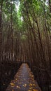 Tropical exotic travel concept wooden bridge in flooded rain forest jungle of mangrove trees. Tropical flooded rainforest and