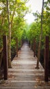 Tropical exotic travel concept wooden bridge in flooded rain forest jungle of mangrove trees. Tropical flooded rainforest and Royalty Free Stock Photo