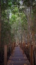 Tropical exotic travel concept wooden bridge in flooded rain forest jungle of mangrove trees. Tropical flooded rainforest and Royalty Free Stock Photo