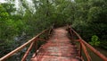 Tropical exotic travel concept - wooden bridge in flooded rain forest jungle of mangrove trees Royalty Free Stock Photo