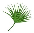 Tropical fan leaf. Exotic beach palm tree foliage Royalty Free Stock Photo