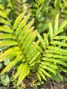 tropical fan leaf wild natural grass plants