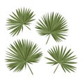 Tropical fan palm leaves. Vector isolated Royalty Free Stock Photo