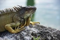 Tropical fauna concept. Closeup of green iguana. Lizard basking in the sun South Florida. Royalty Free Stock Photo