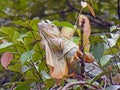 Tropical fauna of Costa Rica, Green Iguana Royalty Free Stock Photo