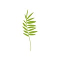 Tropical Feathery Palm Leaf, Botanical Design Element Vector Illustration