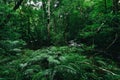 Tropical fern bushes background lush green foliage in the rain forest with nature plant tree and waterfall stream river - Green Royalty Free Stock Photo