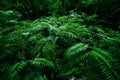 Tropical fern bushes background lush green foliage in the rain forest with nature plant tree and waterfall stream river - Green Royalty Free Stock Photo