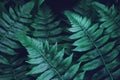 Tropical Fern Foliage Leaves in Dark Green Tone Color Natural Pattern Background Royalty Free Stock Photo