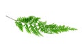 Tropical fern leaf