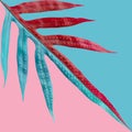 Tropical fern leaves pattern on pastel color background.Nature