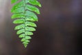 A tropical fern leaves with rain droplets on dark background Royalty Free Stock Photo