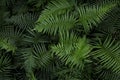 Tropical fern leaves, Royalty Free Stock Photo