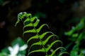 Tropical fern leaves with warm light and dark background