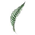 Tropical fern leaves in a watercolor style isolated. Royalty Free Stock Photo
