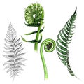 Tropical fern leaves in a watercolor style isolated. Royalty Free Stock Photo