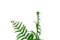 Tropical fern leaves on white isolated background for green foliage backdrop Royalty Free Stock Photo