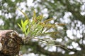 A tropical fern plant Pleopeltis macrocarpa growing in a rooftop, TeresÃ³polis, Rio de Janeiro, Brazil