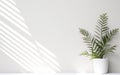 Tropical fern tree leaves in white ceramic vase on blurred white wall, sunlight and long shadow, Minimal abstract background Royalty Free Stock Photo