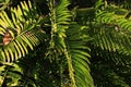Tropical Ferns Background Texture for Graphics