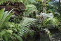 Tropical ferns growing in and around a small pond