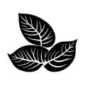 Tropical ficus plant leav icon illustration, black on white background