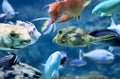 Tropical Fish Royalty Free Stock Photo