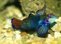 Tropical Fish Royalty Free Stock Photo