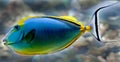 Tropical fish 21 Royalty Free Stock Photo