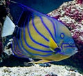 Tropical fish 23 Royalty Free Stock Photo